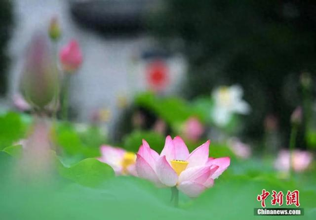 做错这件事，三伏天越减越“肥”